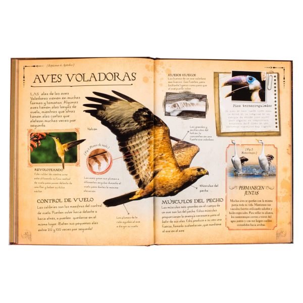 Colección de Huesos: Animales - Imagen 2
