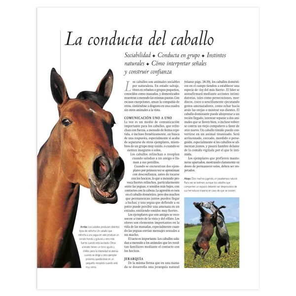 Enciclopedia Definitiva del Caballo - Imagen 4