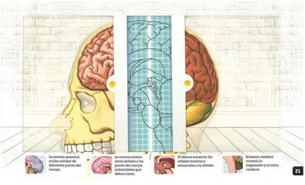 Scanorama: Cuerpo Humano - Imagen 3