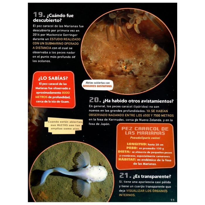 Criaturas de las Profundidades – 100 Preguntas y Respuestas - Imagen 3