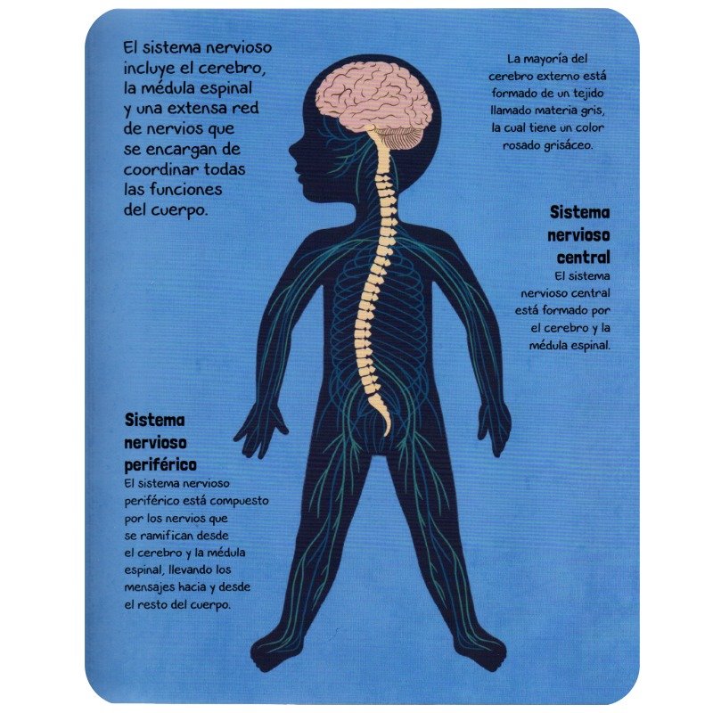 Aprendamos Sobre el Cuerpo Humano - Imagen 2