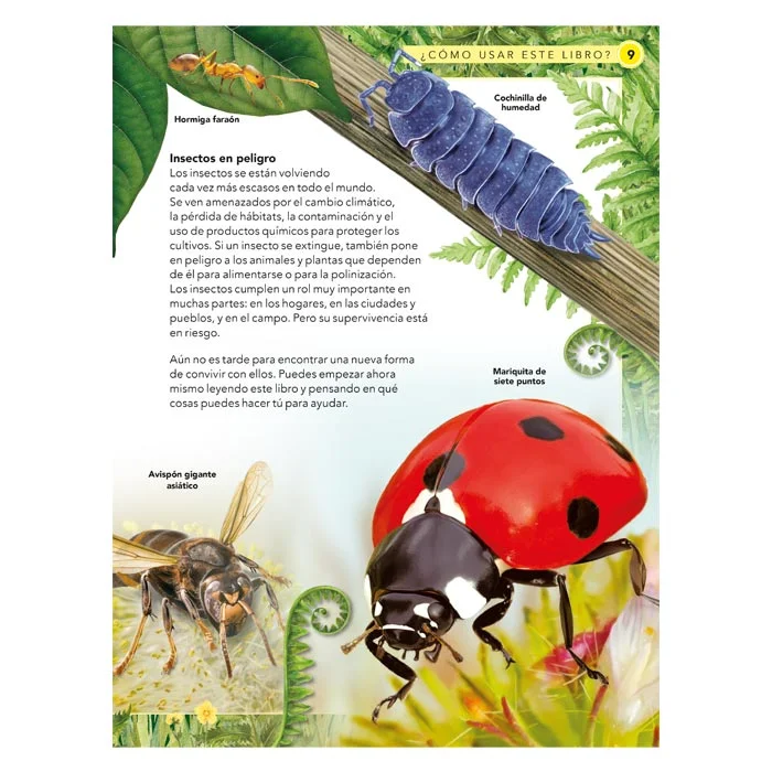 Insectos – Guía de Observación - Imagen 2