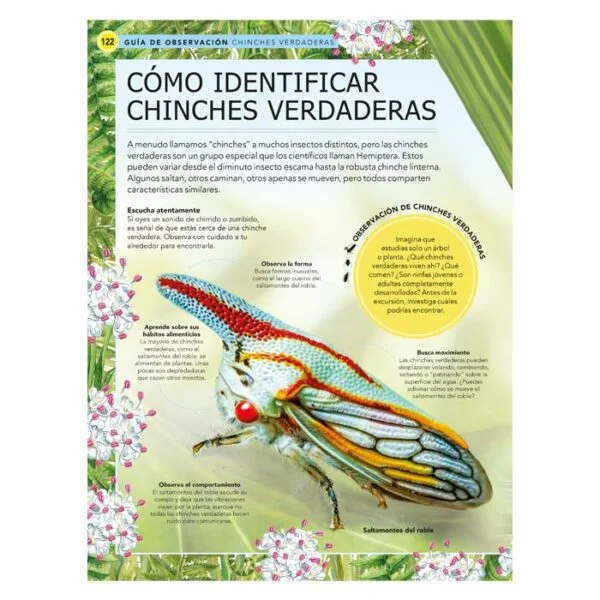 Insectos – Guía de Observación - Imagen 3