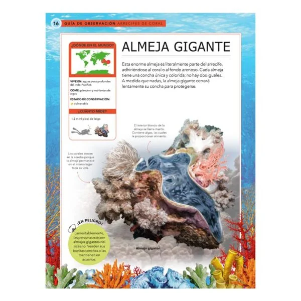 Criaturas Oceánicas – Guía de Observación - Imagen 4