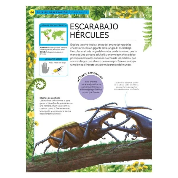 Insectos – Guía de Observación - Imagen 4