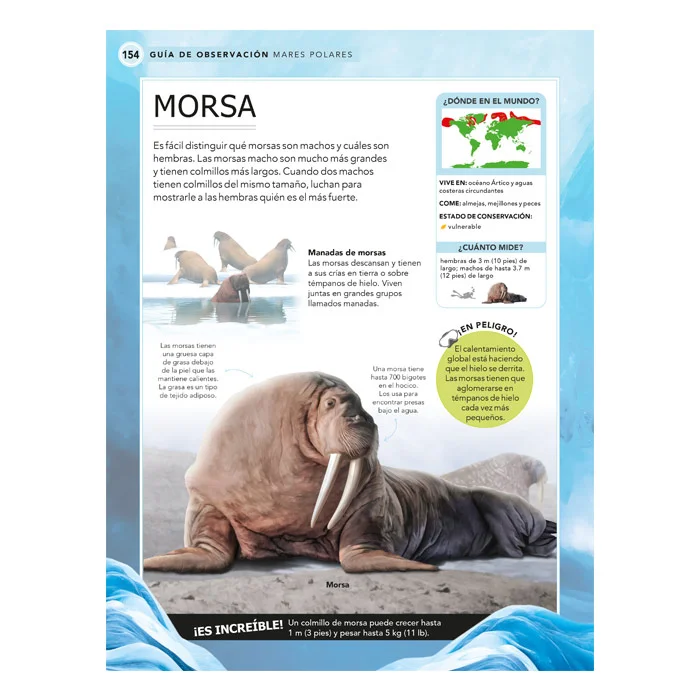 Criaturas Oceánicas – Guía de Observación - Imagen 3